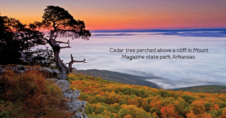 Cedar tree perched above a cliff in Mount Magazine state park, Arkansas