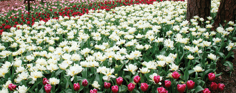 Tulips at Garvin Woodland Gardens (Max Webster)