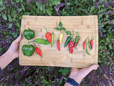 A platter of peppers